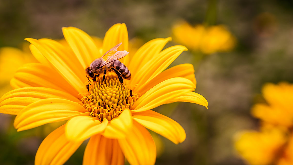 yellow-flower-with-bee-inside-2021-04-02-21-19-48-utc.jpg